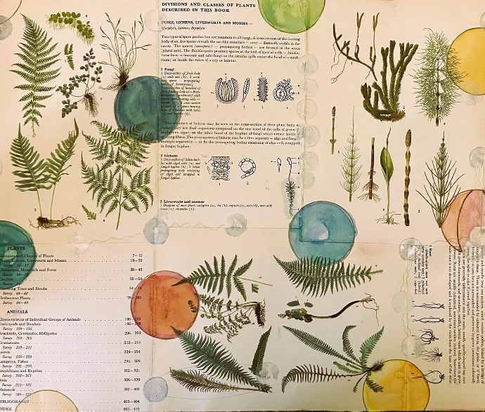 Collage fait maison à partir d'entrées d'encyclopédies sur les plantes avec des illustrations de plantes vintage, embelli par des cercles peints à la main avec des aquarelles (teintes terre/pastel) ..