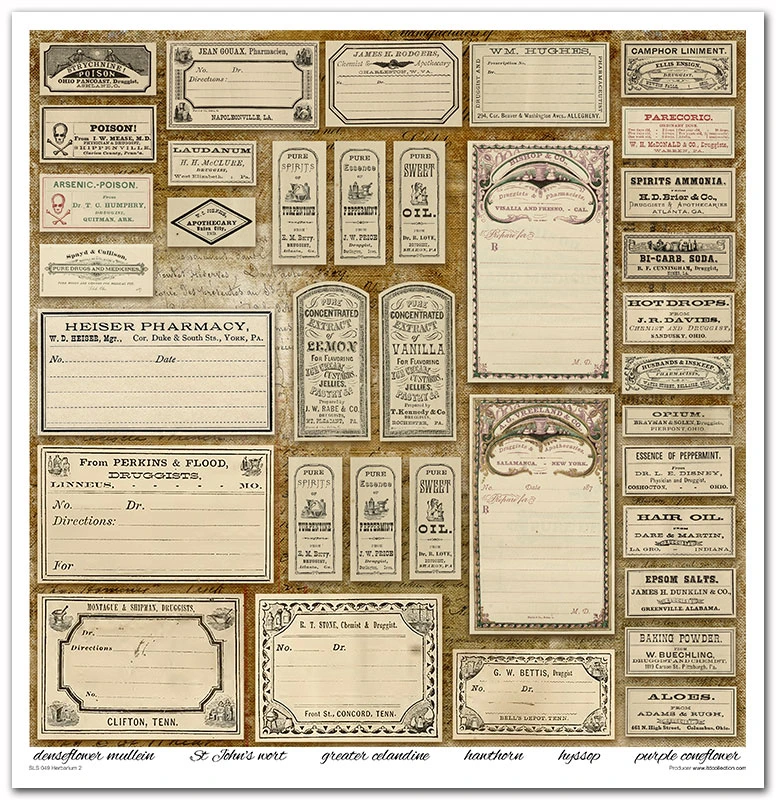 SLS 049_Herbarium_2_small_6.webp
