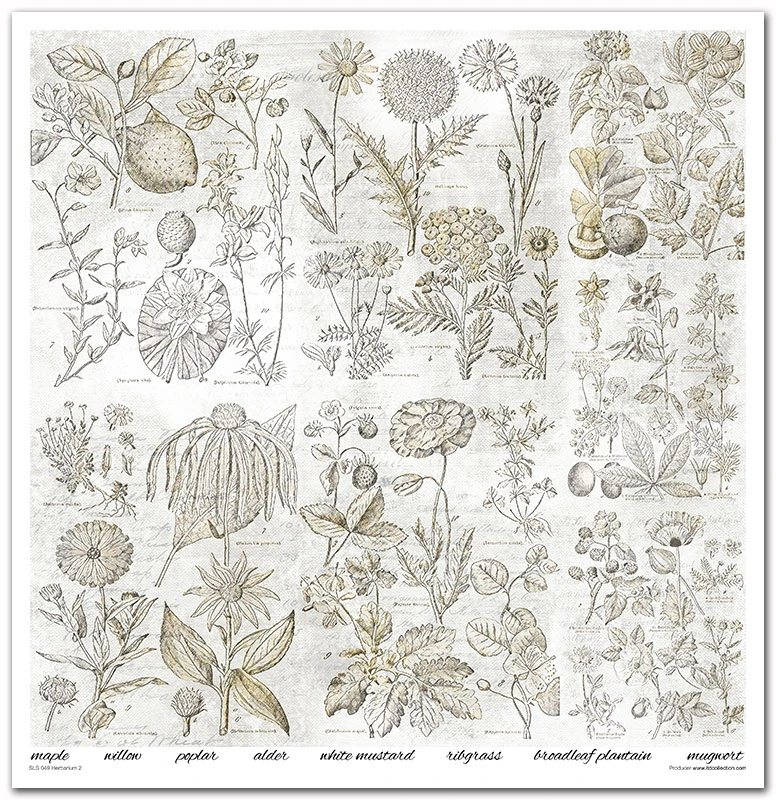 SLS 049_Herbarium_2_small_8.webp