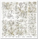SLS 049_Herbarium_2_small_8.webp