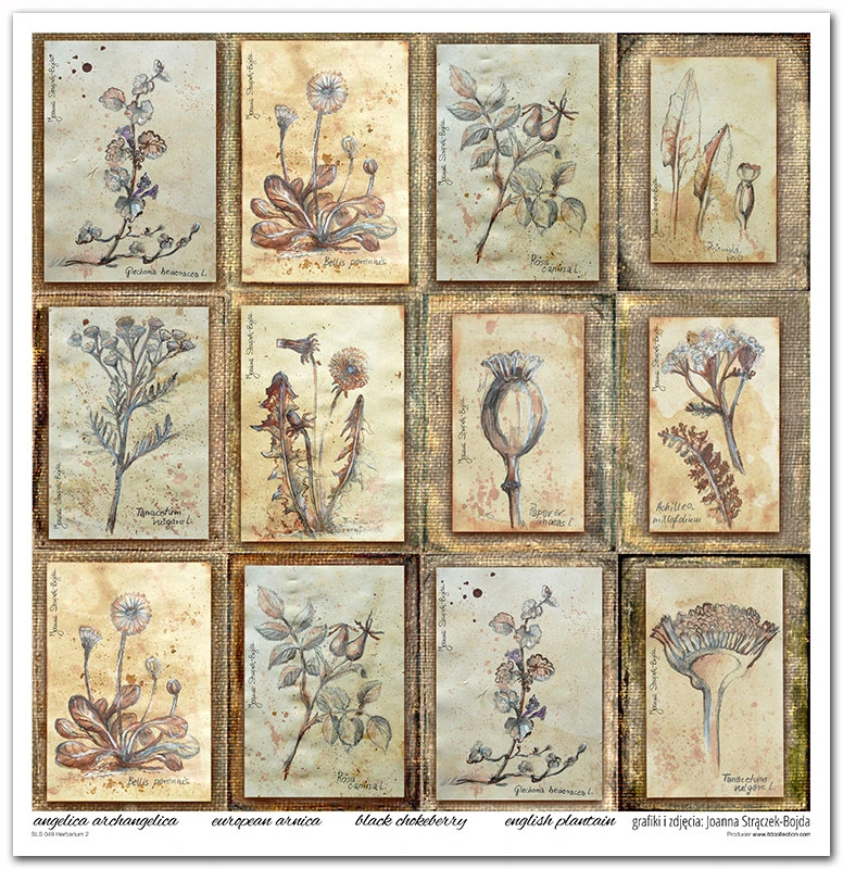 SLS 049_Herbarium_2_small_3.webp