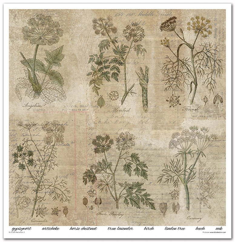 SLS 049_Herbarium_2_small_7.webp