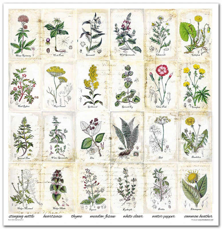 SLS 049_Herbarium_2_small_10.webp