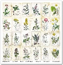 SLS 049_Herbarium_2_small_10.webp