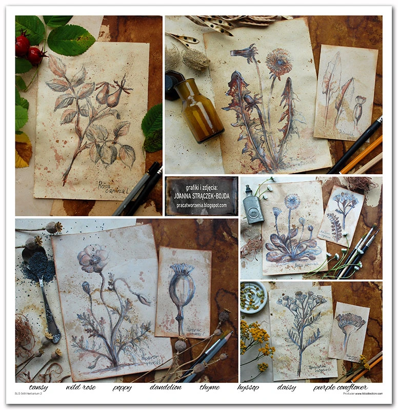 SLS 049_Herbarium_2_small_2.webp