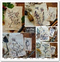 SLS 049_Herbarium_2_small_2.webp