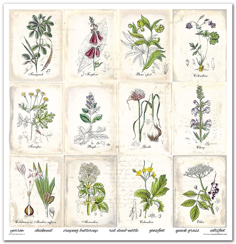 SLS 049_Herbarium_2_small_9.webp