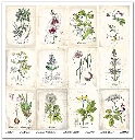 SLS 049_Herbarium_2_small_9.webp